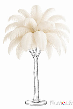 Struisvogel premium - 50-60 cm - wit